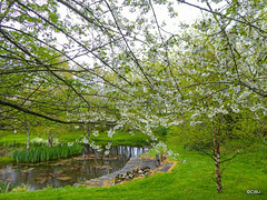 May cherry blossom by the pond