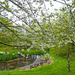 May cherry blossom by the pond
