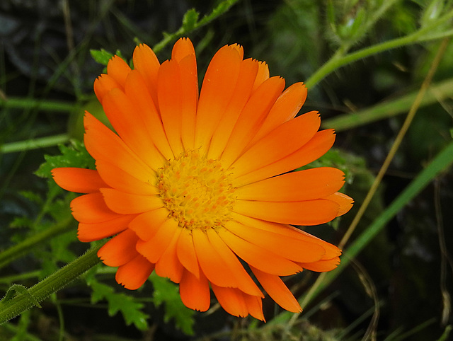 20210822 2498CPw [D~LIP] Garten-Ringelblume (Calendula officinalis), Bad Salzuflen