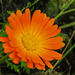 20210822 2498CPw [D~LIP] Garten-Ringelblume (Calendula officinalis), Bad Salzuflen