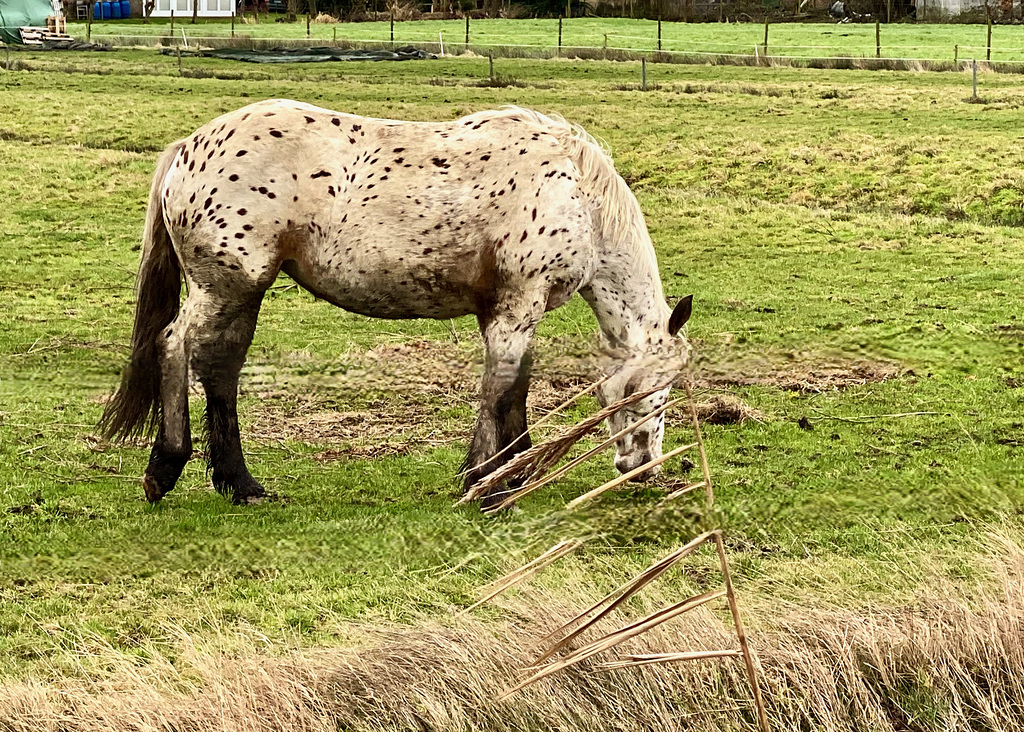 Pferd auf der Weide