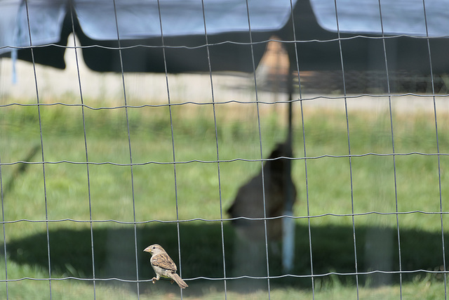 Sonniger Samstagsspatz schlägt schläfriges Schattenhuhn (HSFF!)