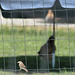 Sonniger Samstagsspatz schlägt schläfriges Schattenhuhn (HSFF!)