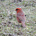 Cardinal