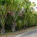 Nariva Swamp afternoon, Trinidad, Day 6