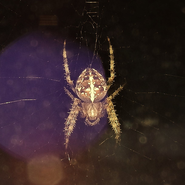 Kreuzspinne draußen am Fenster