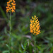 Platanthera cristata (Crested Fringed orchid)