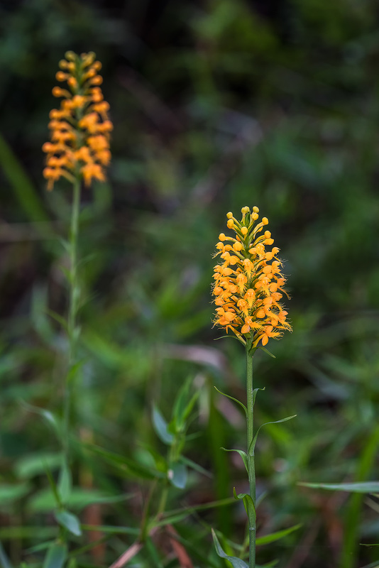 Platanthera cristata (Crested Fringed orchid)