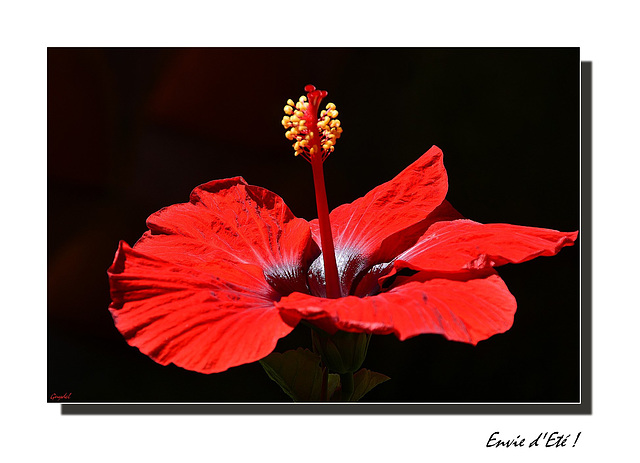 Envie de soleil ... de chaleur ... de jours longs ... d'été !!!