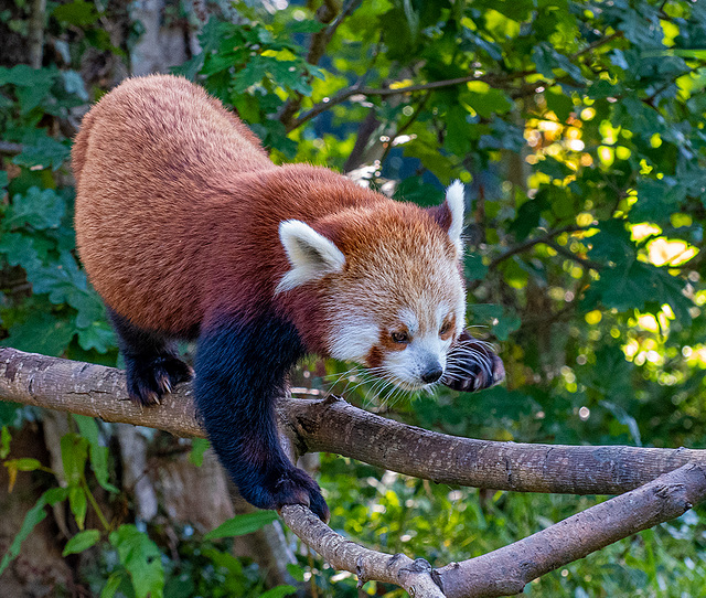 Red panda