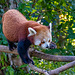 Red panda