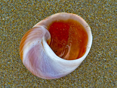 Seashell