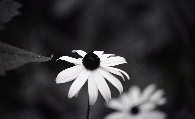 Black-eyed Susan