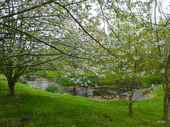 May cherry blossom by the pond