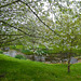 May cherry blossom by the pond