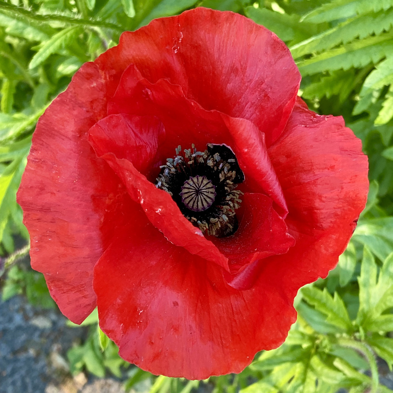 Poppy