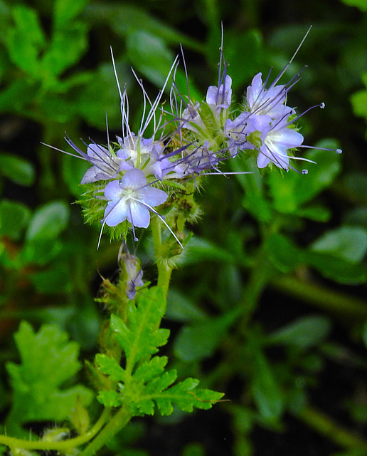 20210822 2499CPw [D~LIP] Rainfarn-Phazelie (Phacelia tanacetifolia) [Büschelschön], Bad Salzuflen