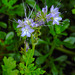 20210822 2499CPw [D~LIP] Rainfarn-Phazelie (Phacelia tanacetifolia) [Büschelschön], Bad Salzuflen