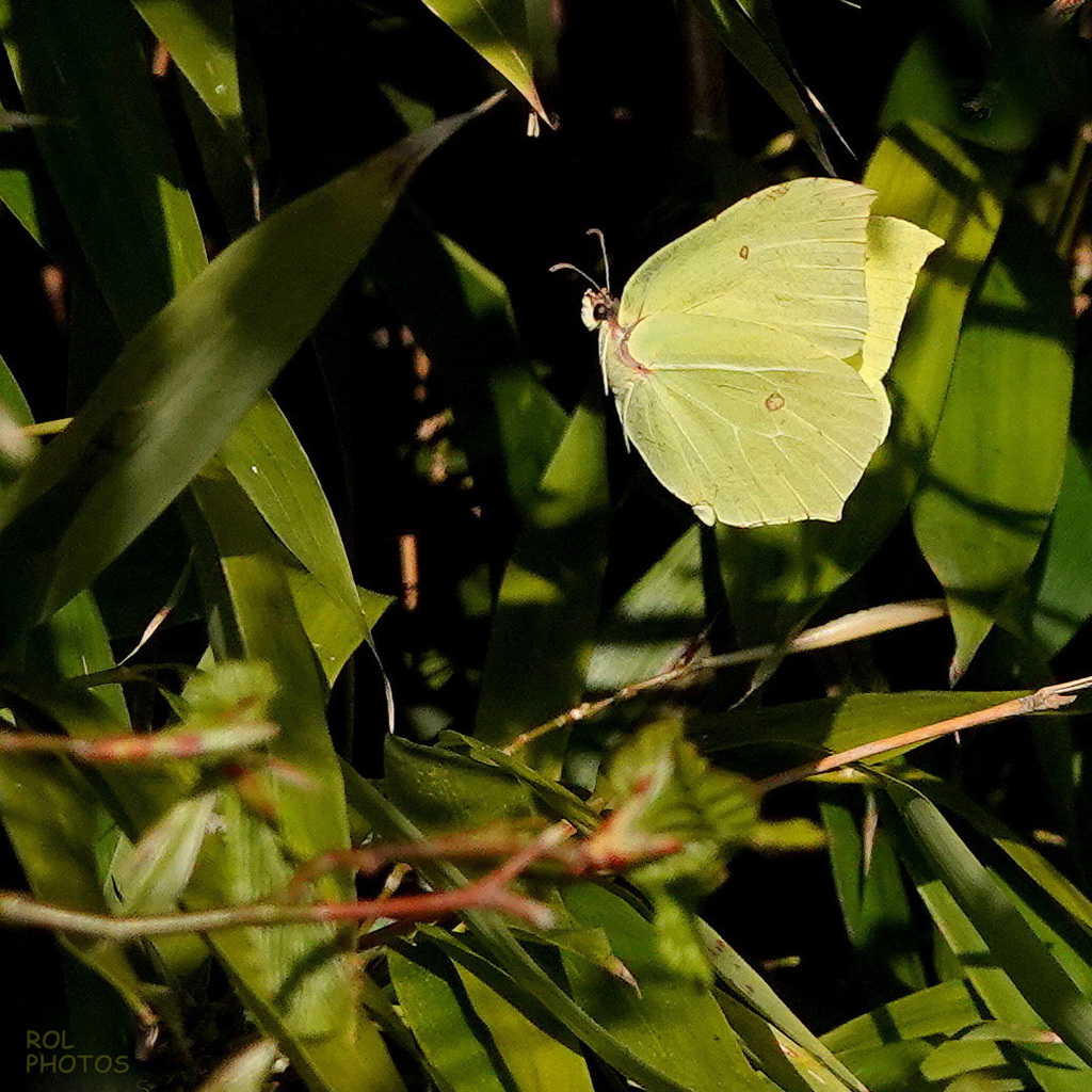 flânerie Citronnée