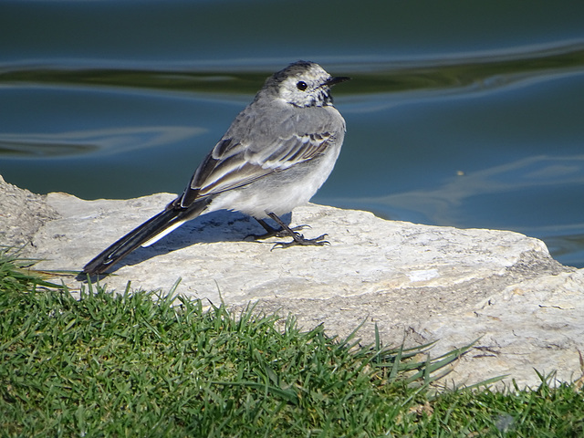 ...Bergeronnette sur les bords du Lac