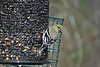 Goldfinch with Sunflower Seed