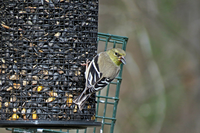 Goldfinch with Sunflower Seed