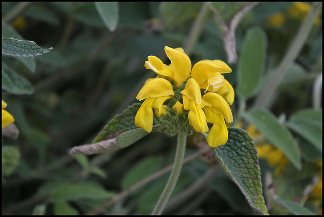 Phlomis (1)