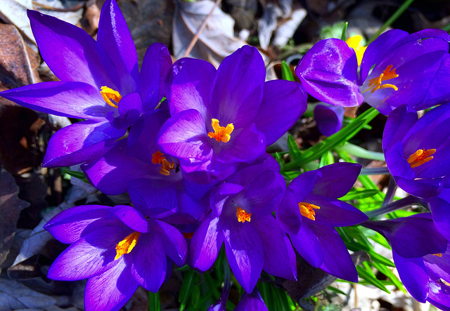 croci, purple