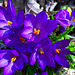 croci, purple