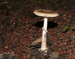 champignon-- mushroom