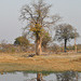 Okavango-Delto