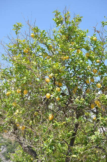 Lemon Tree with the Harvest of Lemons