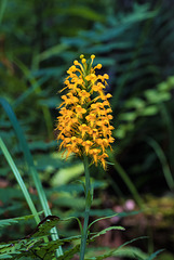 Platanthera cristata (Crested Fringed orchid)