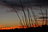 Ocotillo Sunset