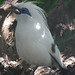 Bali Starling (mynah)