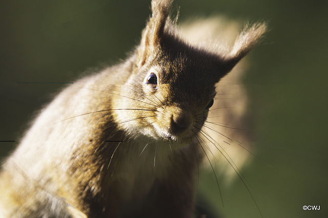 Red Squirrel