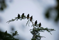 Starlings