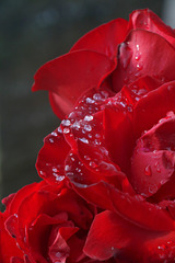 Rose with Water Drops