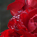 Rose with Water Drops