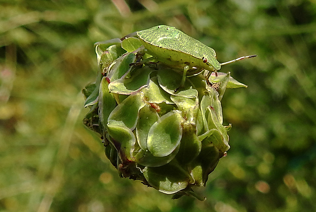 20210822 2500CPw [D~LIP] Grüne Stinkwanze (Palomena prasina) [Nymphe], Kleiner Wiesenknopf (Sanguisorba minor), Bad Salzuflen