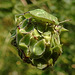 20210822 2500CPw [D~LIP] Grüne Stinkwanze (Palomena prasina) [Nymphe], Kleiner Wiesenknopf (Sanguisorba minor), Bad Salzuflen