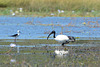 Botswana, Birds in the Wetlands of Chobe National Park