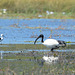 Botswana, Birds in the Wetlands of Chobe National Park