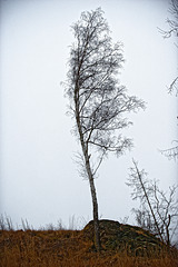 20250315 Tanne Benneckenstein
