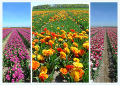 Nederland - Kop van Noord-Holland (Schagerbrug)