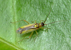 Plant Bug. Miridae