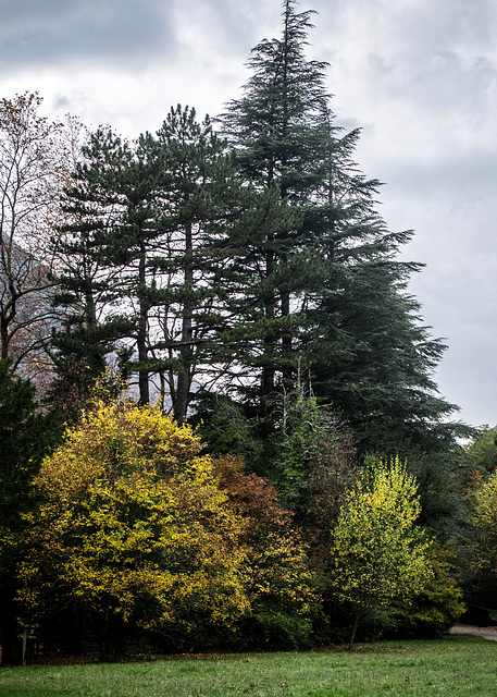 l'automne en forêt de Saoû (Drôme)