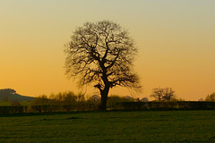 Lone tree near Gnosall