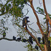Black Vultures, Nariva Swamp afternoon, Trinidad