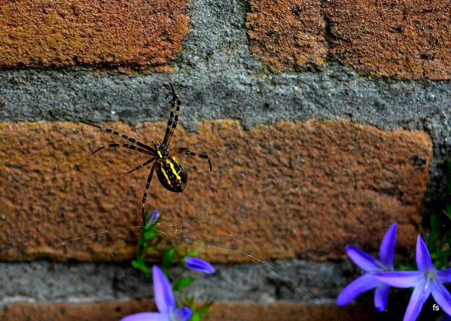 Argiope bruennichii